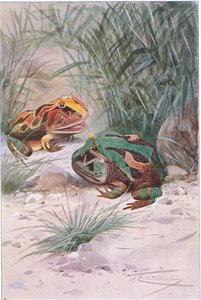 Crapaud cornu, de Wildlife of the World publié par Frederick Warne & Co, vers 1900