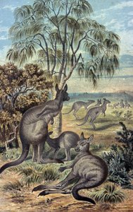 Kangourous