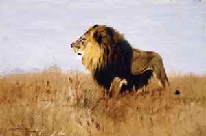 Lion Guettant sa Proie - Wilhelm Kuhnert