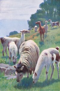Lama, de Wildlife of the World publié par Frederick Warne & Co, vers 1900