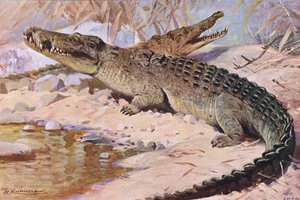 Crocodile du Nil, illustration de Wildlife of the World, c.1910