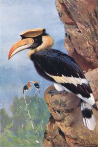 Calao pie, de Wildlife of the World publié par Frederick Warne & Co, vers 1900