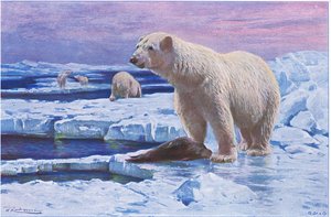 Ours polaire, de Wildlife of the World publié par Frederick Warne & Co, vers 1900