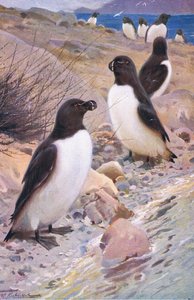 Petit pingouin, de Wildlife of the World publié par Frederick Warne & Co, vers 1900