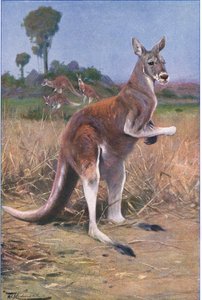 Kangourou rouge, illustration de La Faune du Monde, c.1910