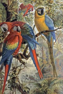 Perroquets rouges, c.1910 (illustration) - Wilhelm Kuhnert