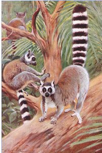 Lémur à queue annelée, illustration de La Faune du Monde, c.1910