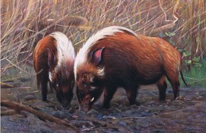 Cochon de rivière, illustration de La Faune du Monde, c.1910