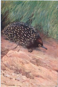 Échidné épineux, illustration de La Faune du Monde, c.1910