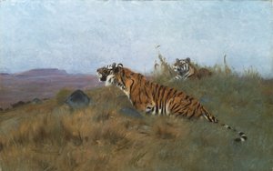 Tigres traquant leur proie