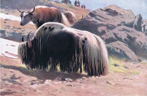 Yak, de Wildlife of the World publié par Frederick Warne & Co, vers 1900 - Wilhelm Kuhnert