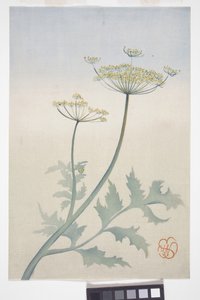 Fleurs de carotte sauvage, vers 1908