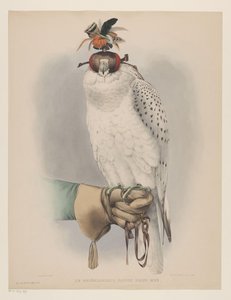 Faucon blanc groenlandais (Le groënlandais, faucon blanc mué)