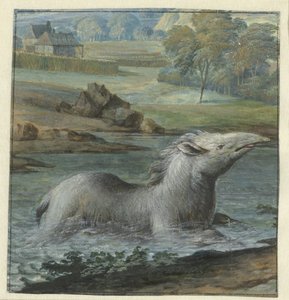 Tapir dans l