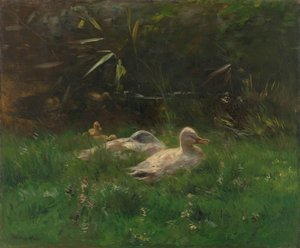 Canards
