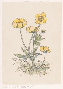 Renoncules - Ludwig Willem Reymert Wenckebach