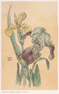 Iris - Ludwig Willem Reymert Wenckebach