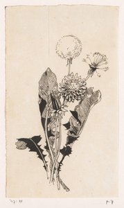 Pissenlit - Willem Wenckebach