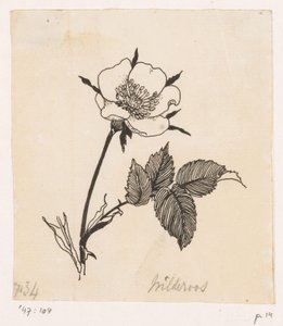 Églantine