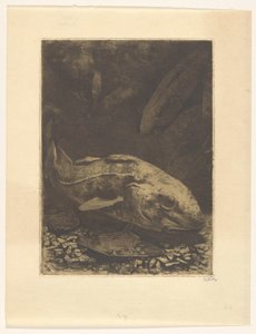 Poissons et plantes aquatiques