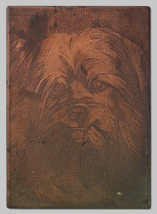 Chien Phoebus