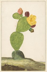 Figuier de Barbarie en fleur