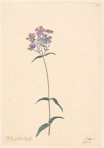 Branche de phlox