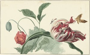 Tulipe et un pavot - Willem van Leen (attributed to)
