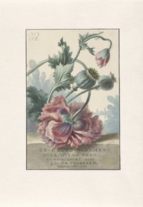 Coquelicots, titre pour: W. van Leen et J.C. & J.A. Coebergh, Ge-etste Bloemen, 1804