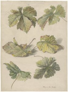 Études de feuilles de vigne - Willem van Leen