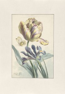 Tulipe et Iris - Willem van Leen