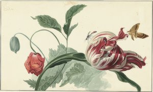 Tulipe et pavot - Willem van Leen