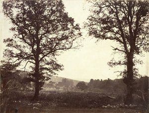 Paysage avec ormes, Ashdown, Grande-Bretagne