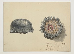 WD 961 f.21 - William Alexander