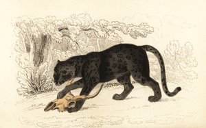 Jaguar noir, Panthera pardus (gravure)