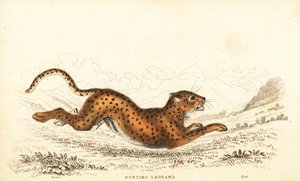 Guépard, Acinonyx jubatus, 1834 (gravure)