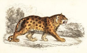 Jaguar, Panthera onca, 1834 - William Alexander Forbes