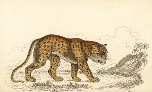 Léopard, Panthera pardus, vulnérable (gravure) - William Alexander Forbes