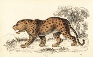 Léopard, Panthera pardus, vulnérable, 1834 (gravure) - William Alexander Forbes