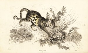 Margay, Leopardus wiedii, 1834
