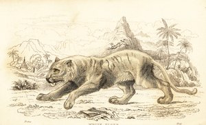 Tigre blanc, Panthera tigris tigris, en danger, 1834 (gravure) - William Alexander Forbes