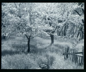 Pommiers en fleurs - William B. Post