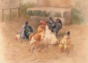 Poules