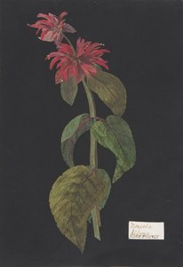 Monarda didyma Queue de Lion Écarlate