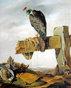 Un faucon pèlerin dans son capuchon avec un courlis au sol