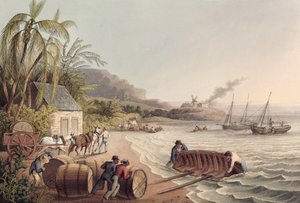 Chargement de barils de rhum et de sucre, Antigua