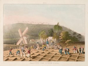 Plantation de la canne à sucre - William Clark