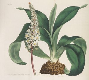 Magazine botanique, 1787-1833 - William Curtis