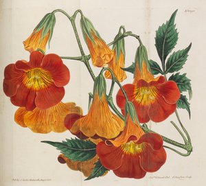 Magazine botanique, 1787-1833