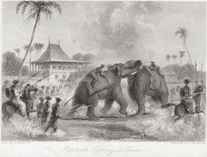 Éléphants se battant à Lucknow